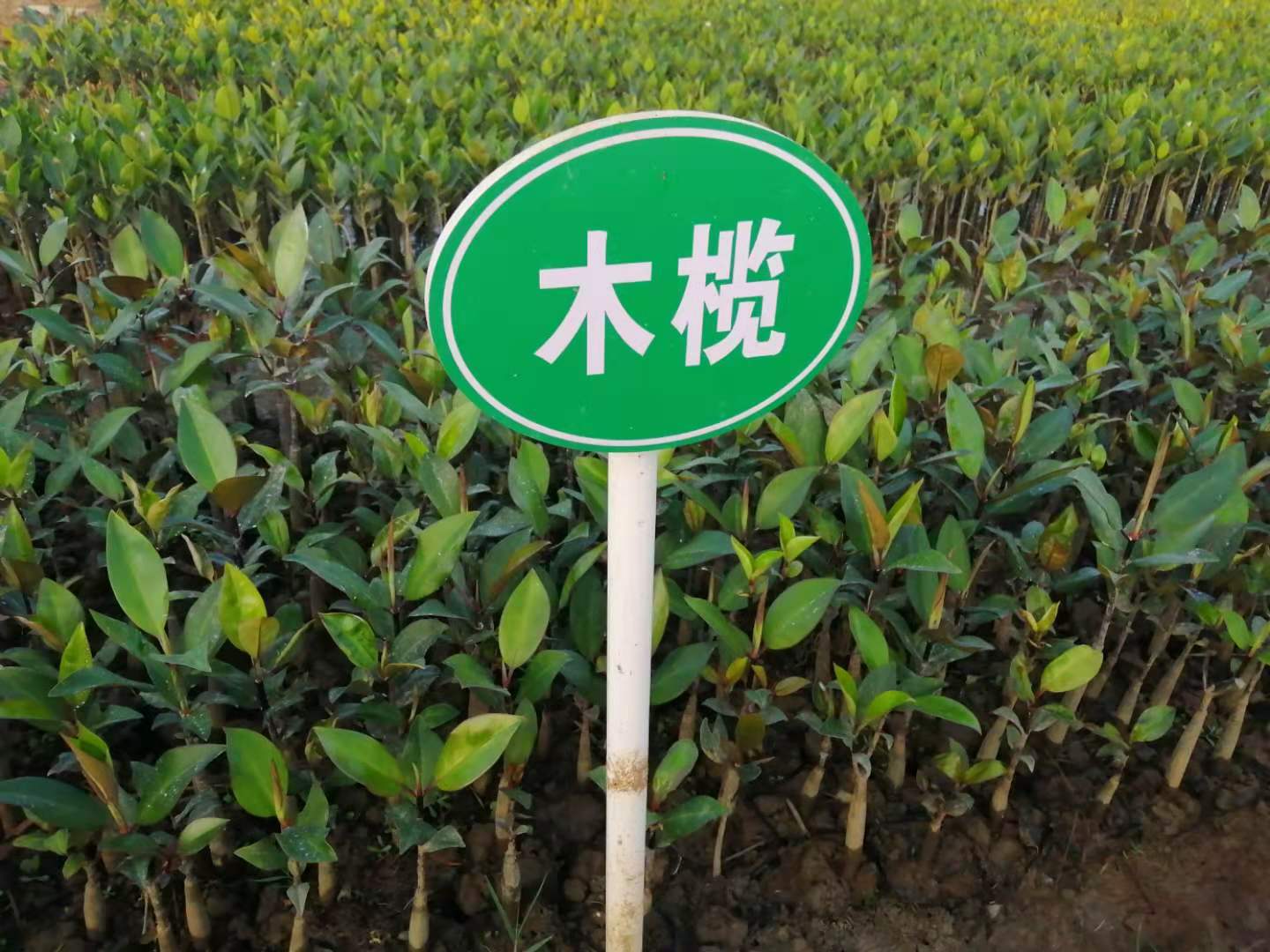 1617157225312825.jpg 微信图片_202012300955501.jpg