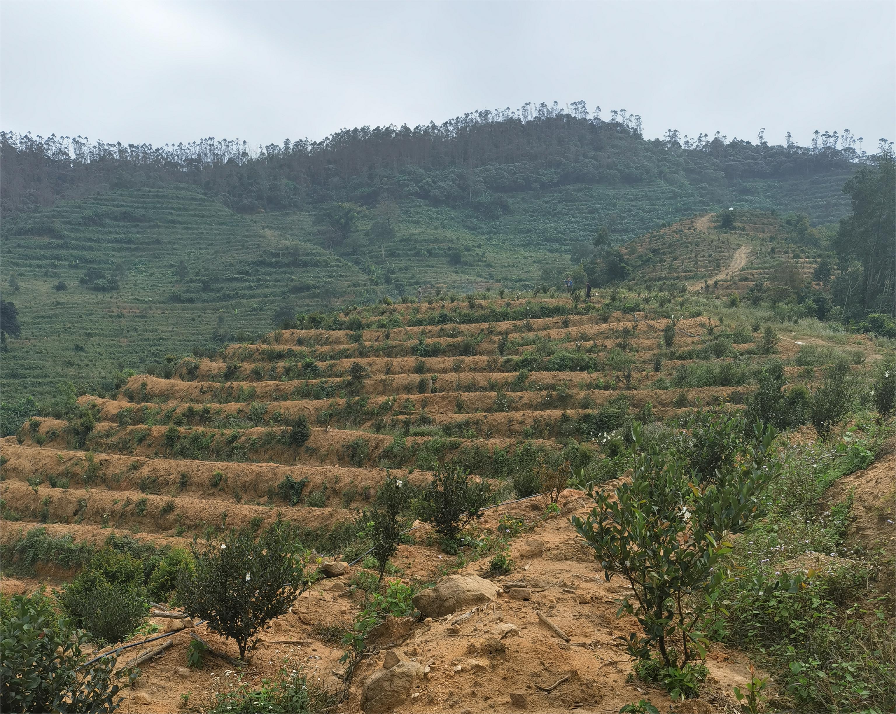 1685667598495052.jpg 1685667598495052.jpg